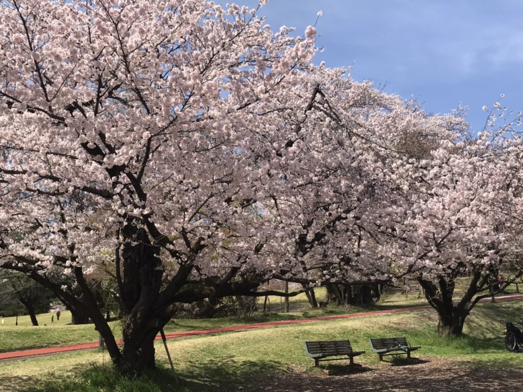 さくら咲く